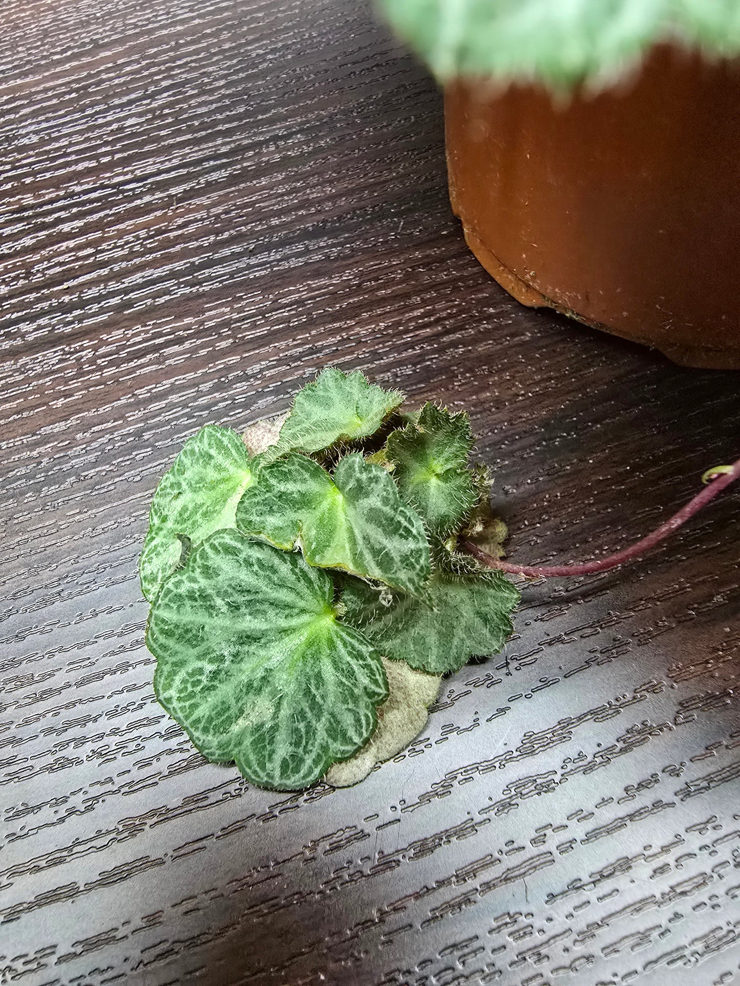 Strawberry Begonia - Saxifraga Stolonifera