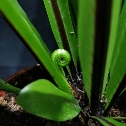 Bird's-nest Fern - Asplenium Nidus