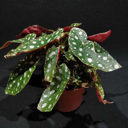 Begonia Maculata Wightii