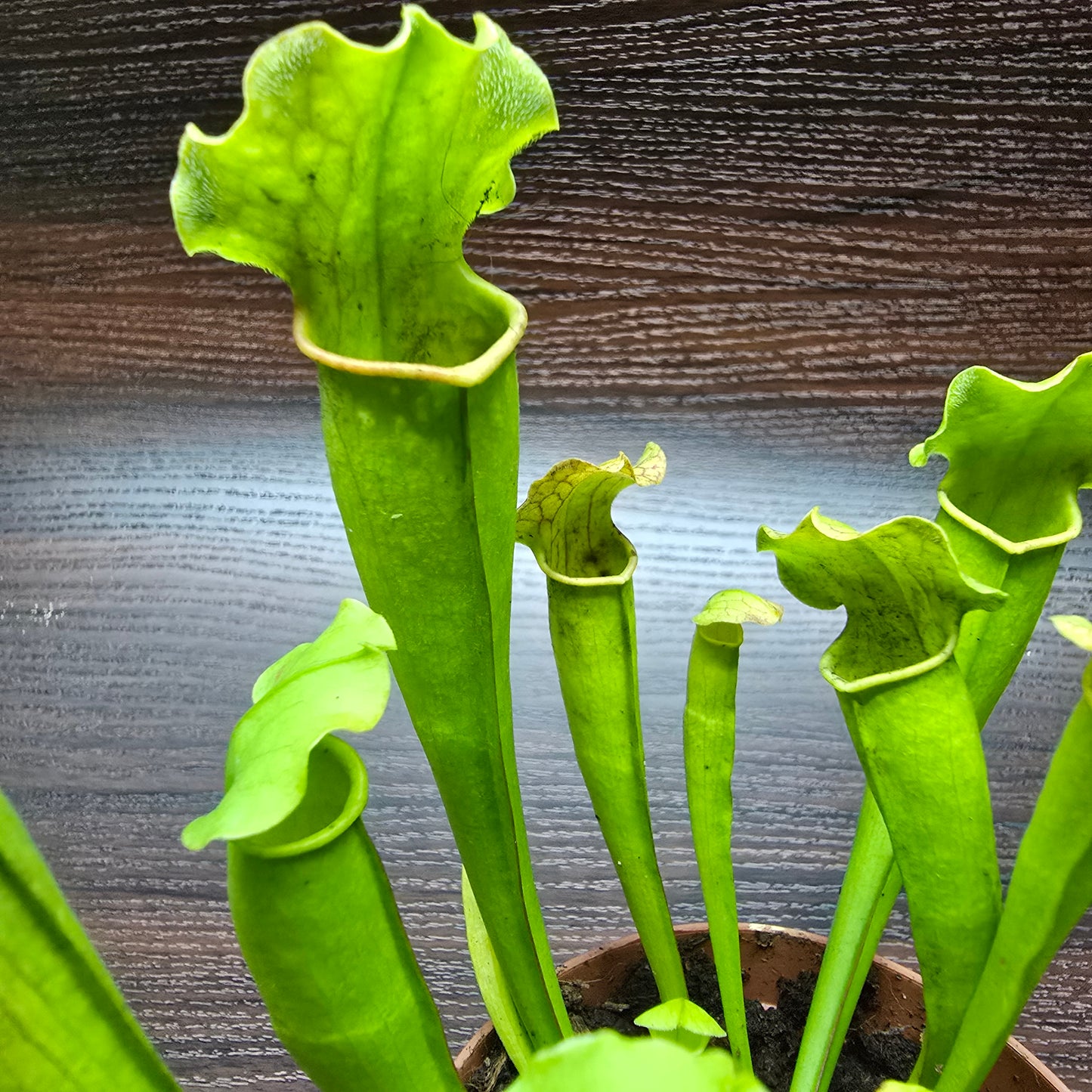 Sarracenia Psittacina 'Velvet' - Pitcher Plant