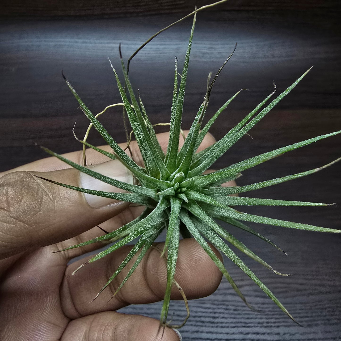 Tillandsia Ionantha - Air plant