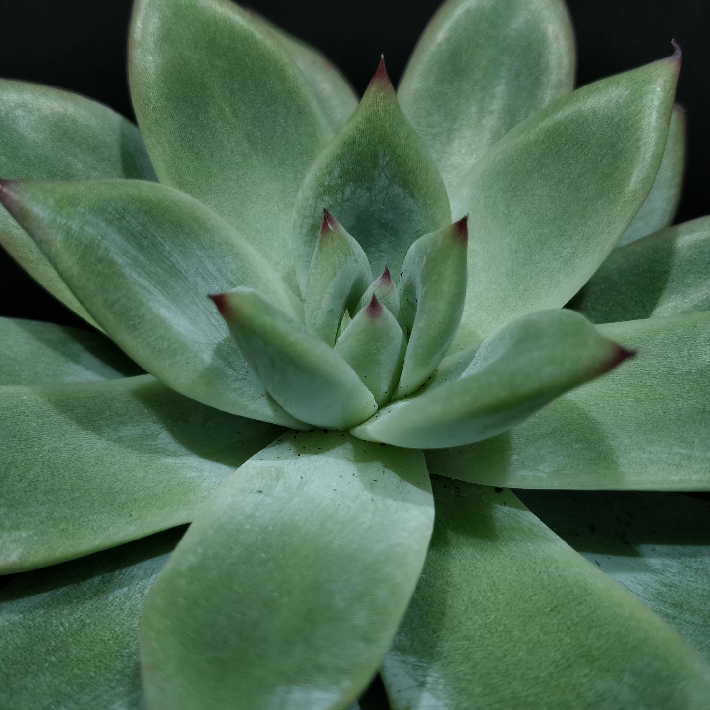 Echeveria - Succulents (Small)