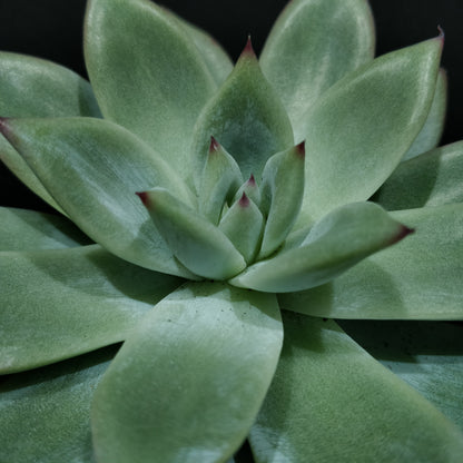 Echeveria - Succulents (Small)