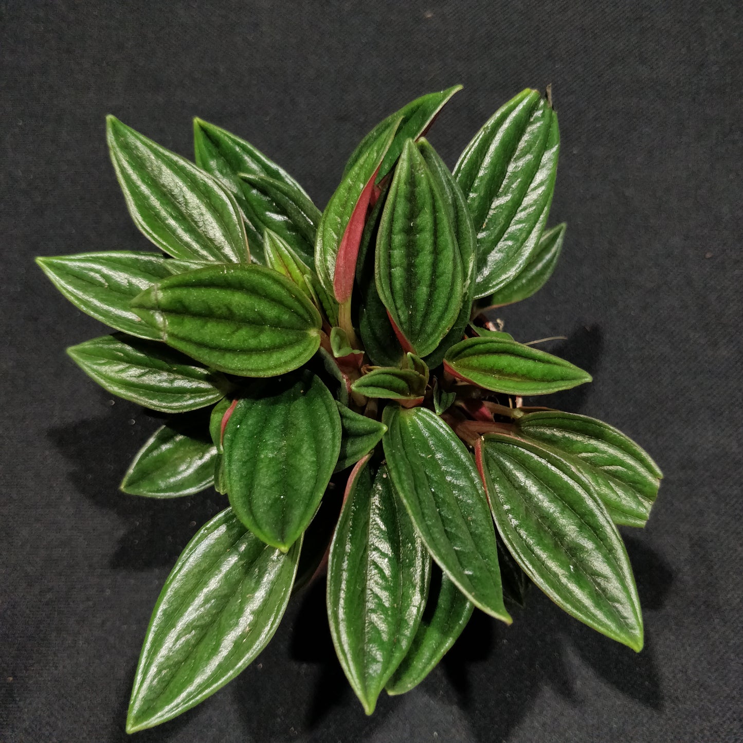 Peperomia Caperata