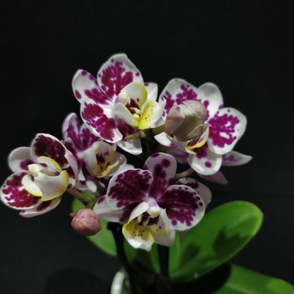 Moth Orchids - Phalaenopsis Orchids