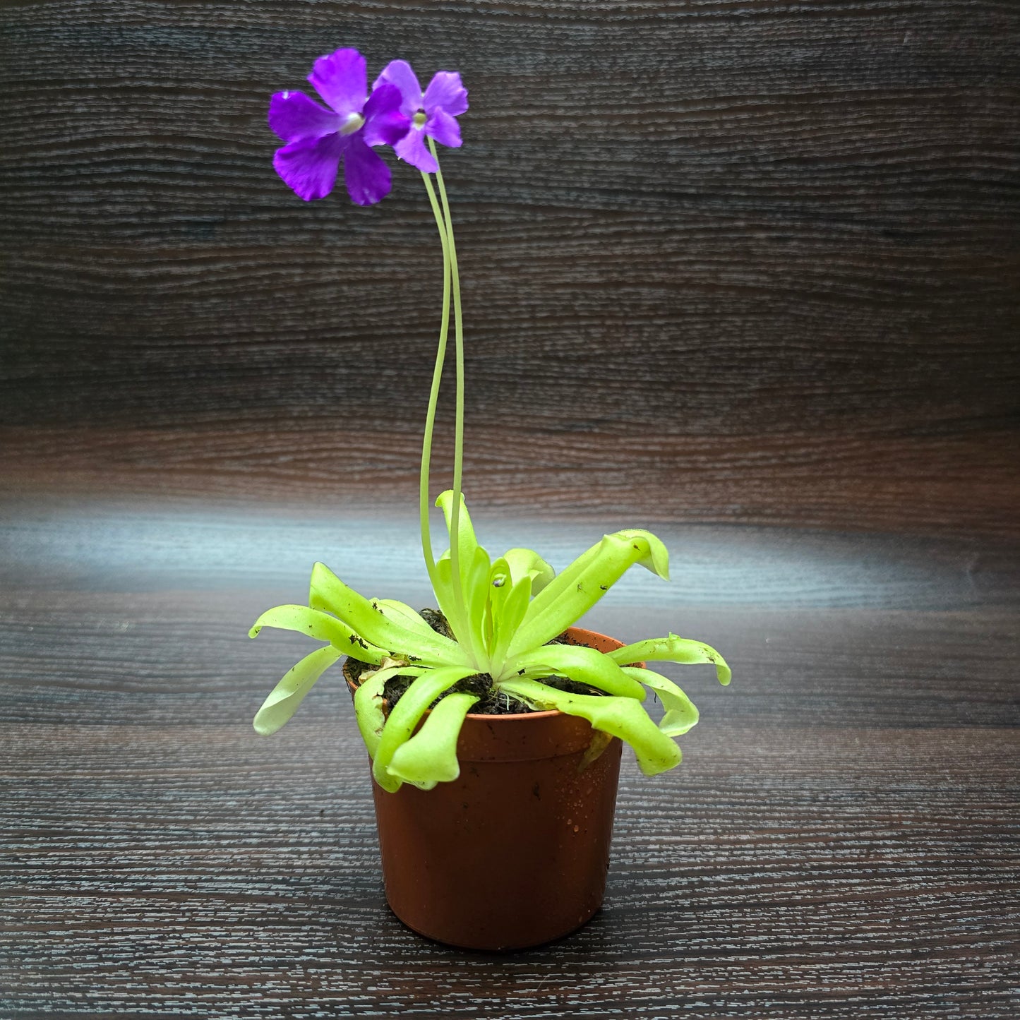 Pinguicula 'Anna' - Butterworth