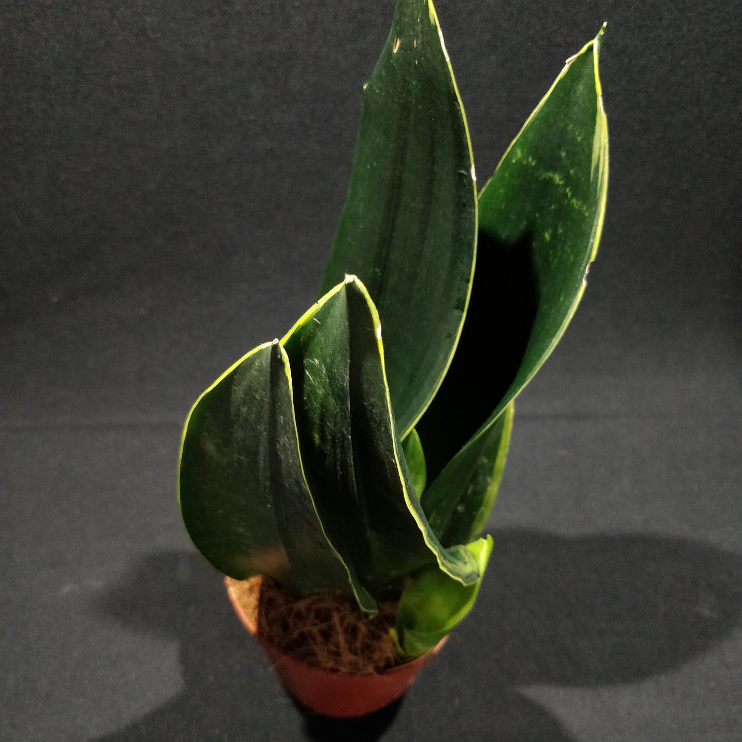 Snake Plant - Dracaena Trifasciata