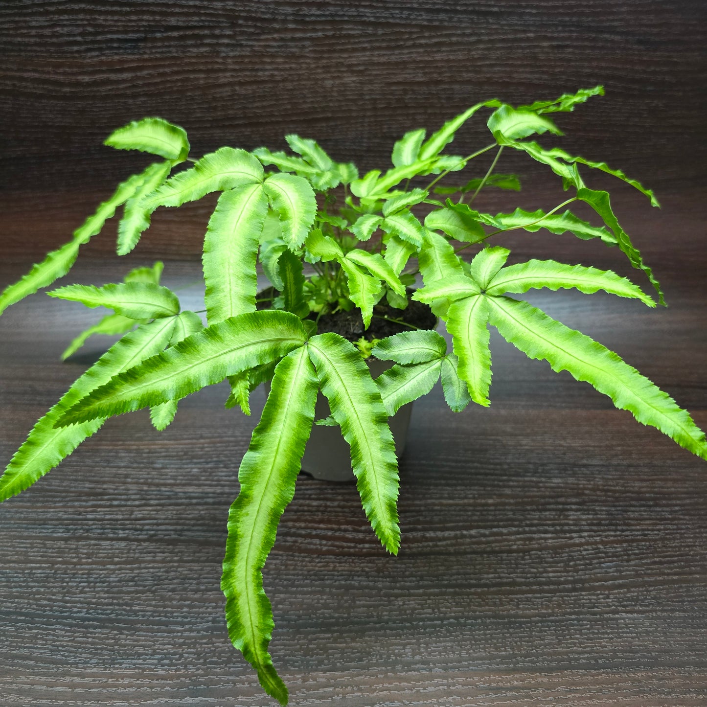 Silver Ribbon Fern - Pteris Cretica Albolineata