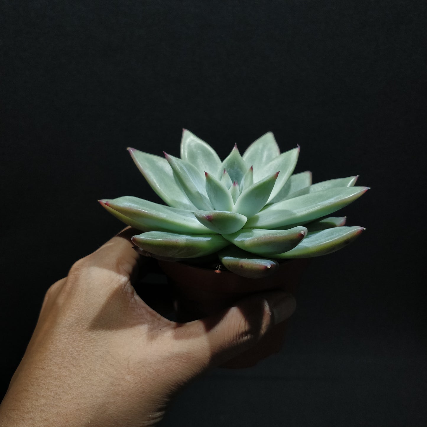 Echeveria - Succulents (Small)