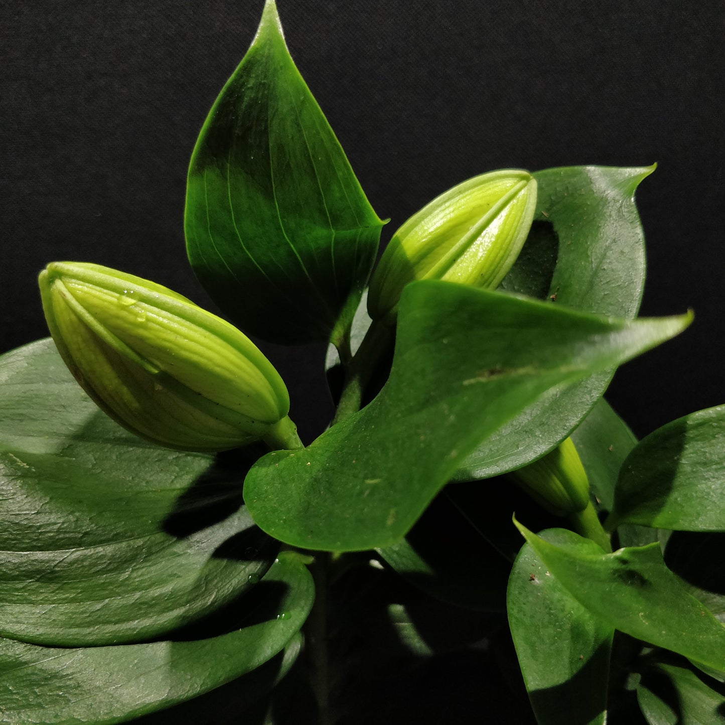 Lilium ‘Casa Blanca’ - Lily