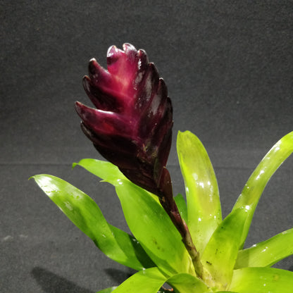 Bromeliad