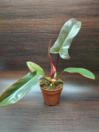 Philodendron Florida Bronze