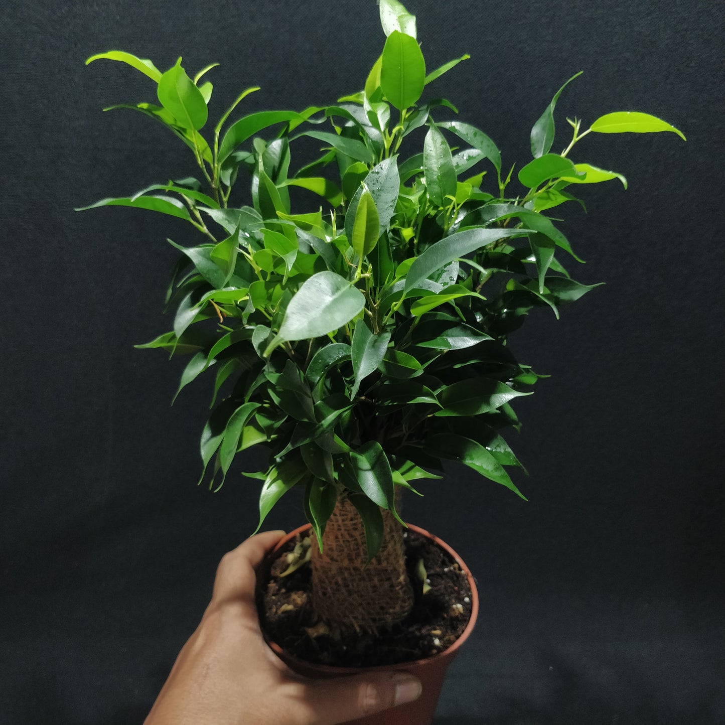 Ficus Benjamina Natasja