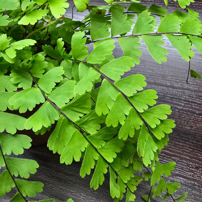 Trailing Maidenhair Fern - Adiantum Caudatum