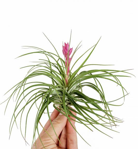 Tillandsia Stricta - Air Plant