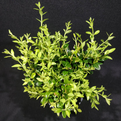 Common Boxwood - Buxus Sempervirens