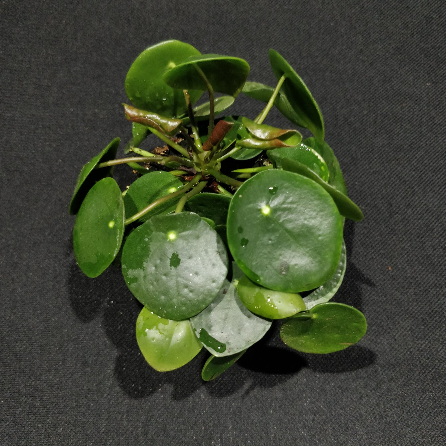 Chinese Money Plant - Pilea Peperomioides