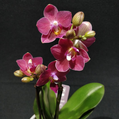 Moth Orchids - Phalaenopsis Orchids