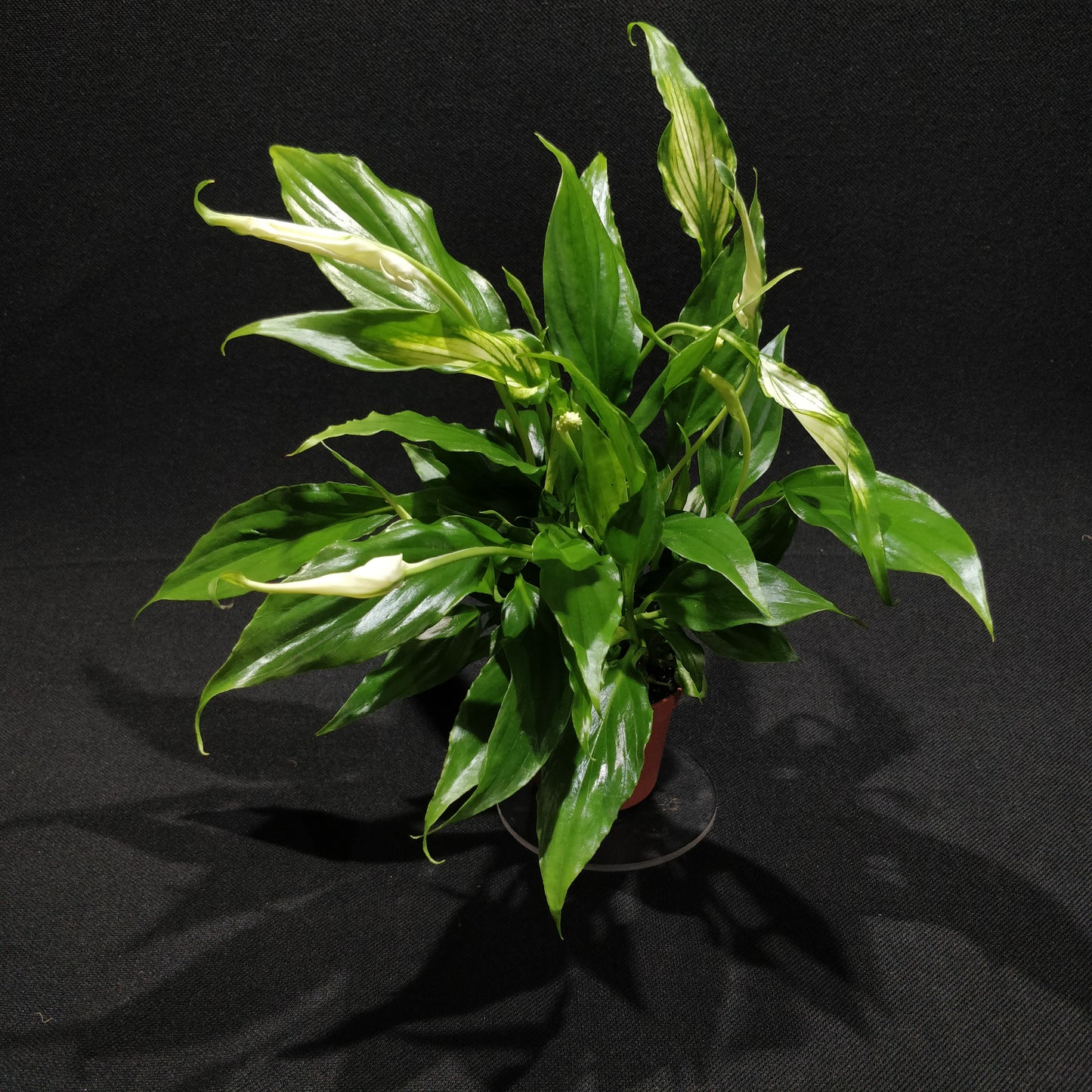 Spathiphyllum Pearl Cupido - Peace Lily