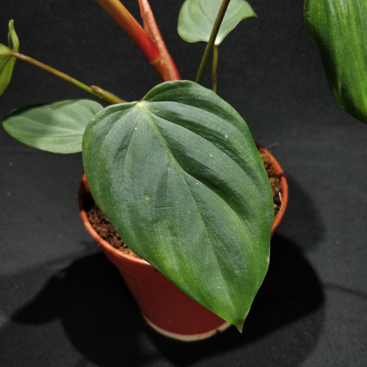 Philodendron Melanochrysum