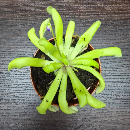 Pinguicula 'Anna' - Butterworth