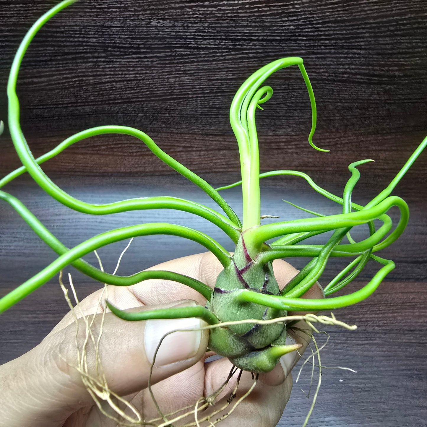 Tillandsia Bulbosa - Air Plant