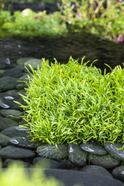 Lilaeopsis Brasiliensis - Brazilian Micro Sword