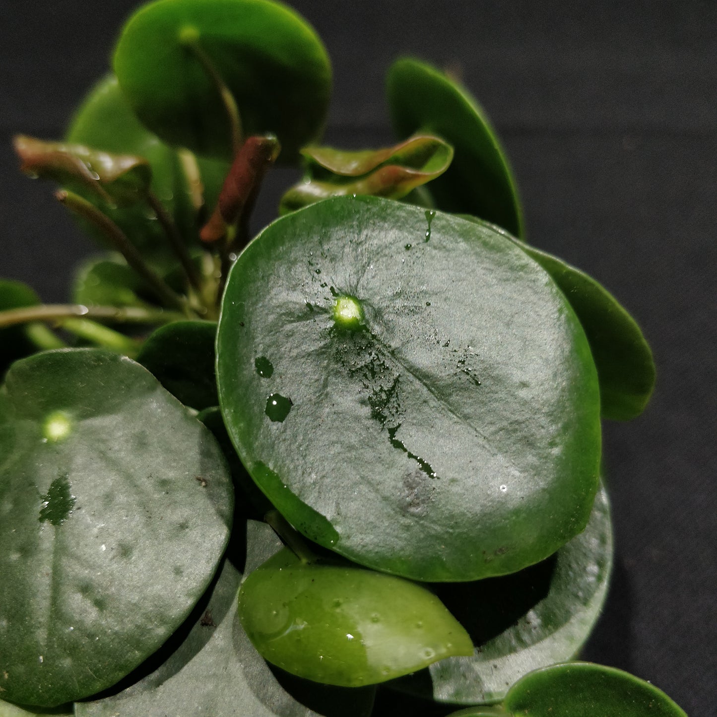 Chinese Money Plant - Pilea Peperomioides