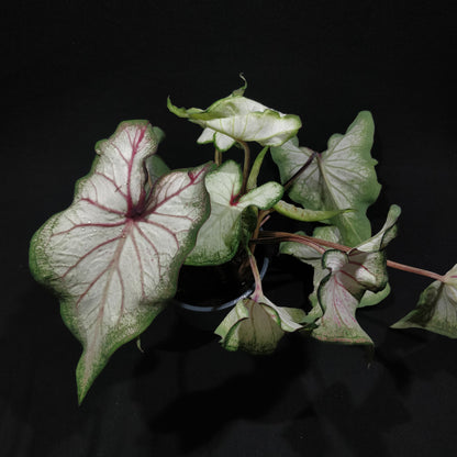 Caladium