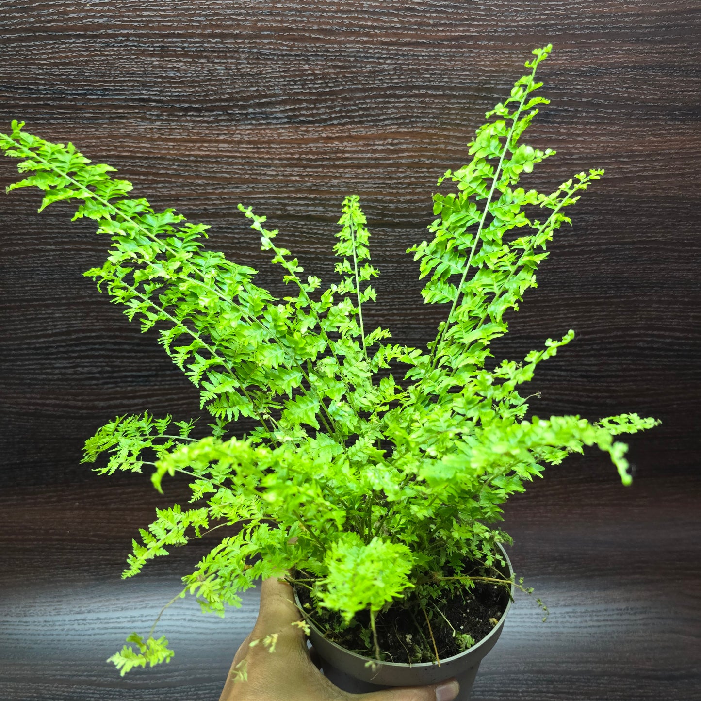 Nephrolepis Exaltata 'Green Fantasy'