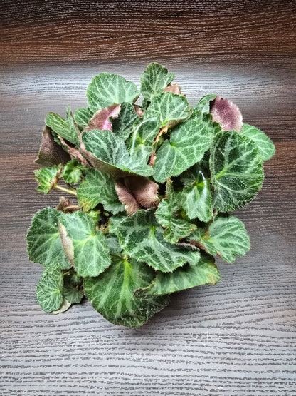 Strawberry Begonia - Saxifraga Stolonifera