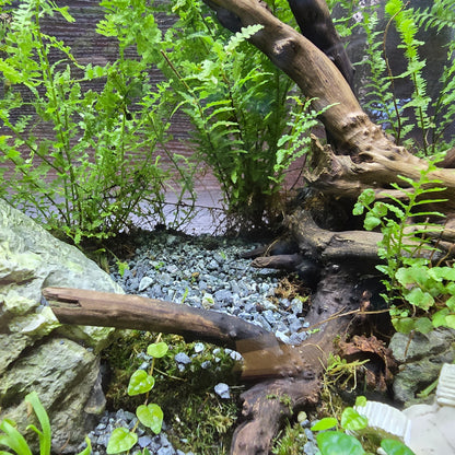 Nature Scape - NS117