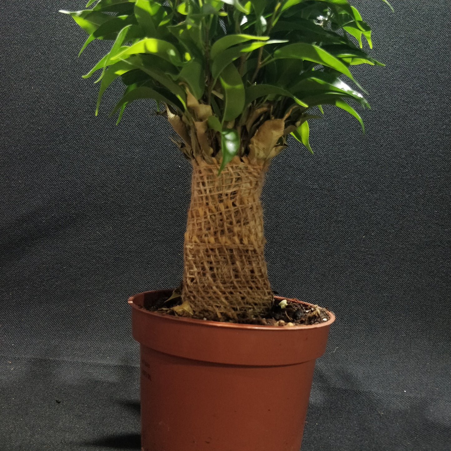 Ficus Benjamina Natasja