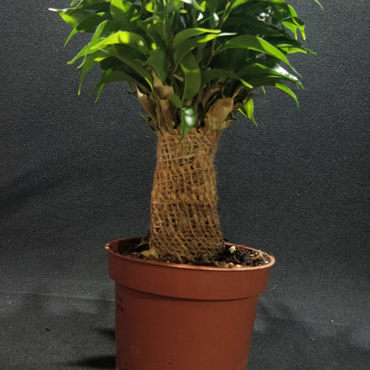 Ficus Benjamina Natasja