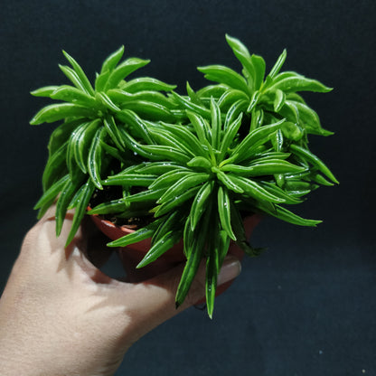 Peperomia Happy-bean