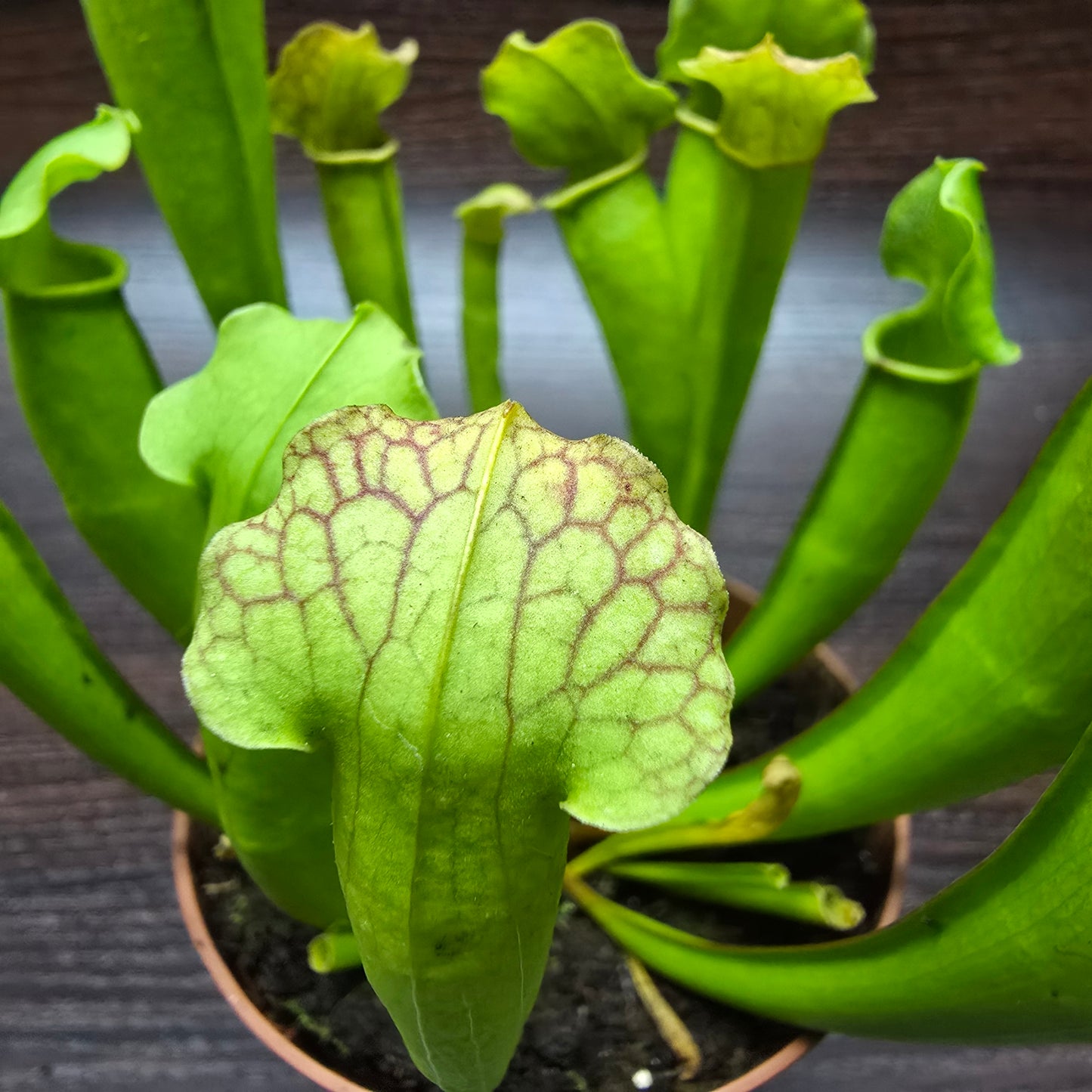 Sarracenia Psittacina 'Velvet' - Pitcher Plant