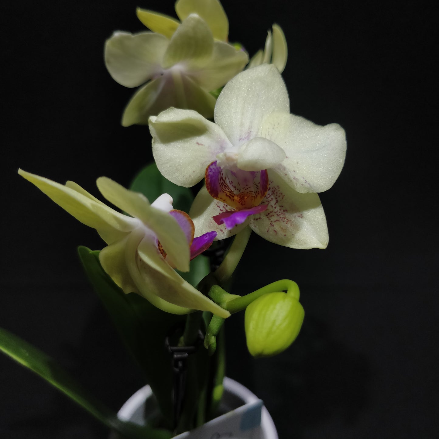 Moth Orchids - Phalaenopsis Orchids