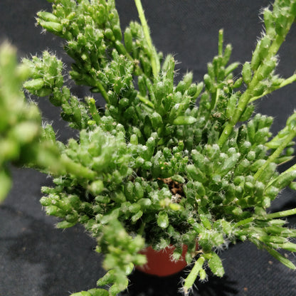Rhipsalis Mixed