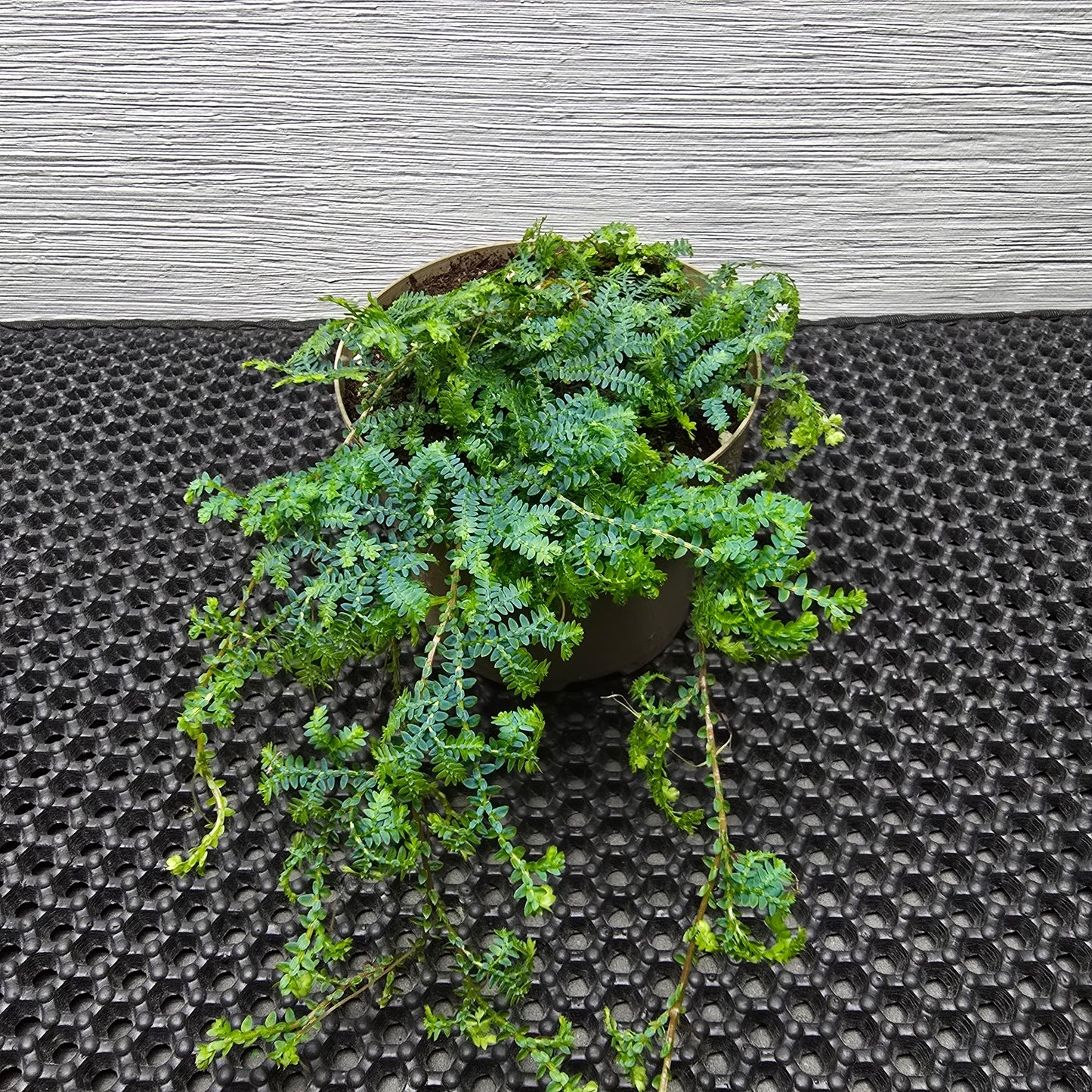 Peacock Fern - Selaginella Uncinata