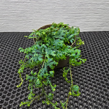 Peacock Fern - Selaginella Uncinata