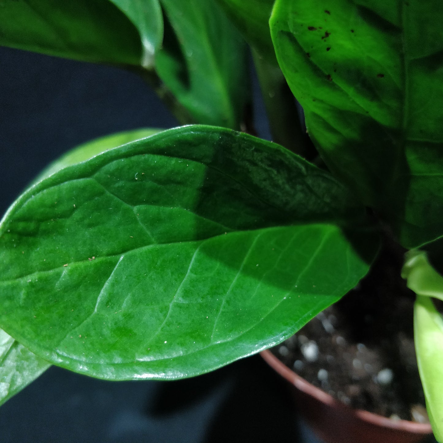 ZZ Plant - Zamioculcas Zamiifolia