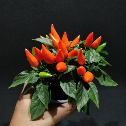 Ornamental Capsicum Plant