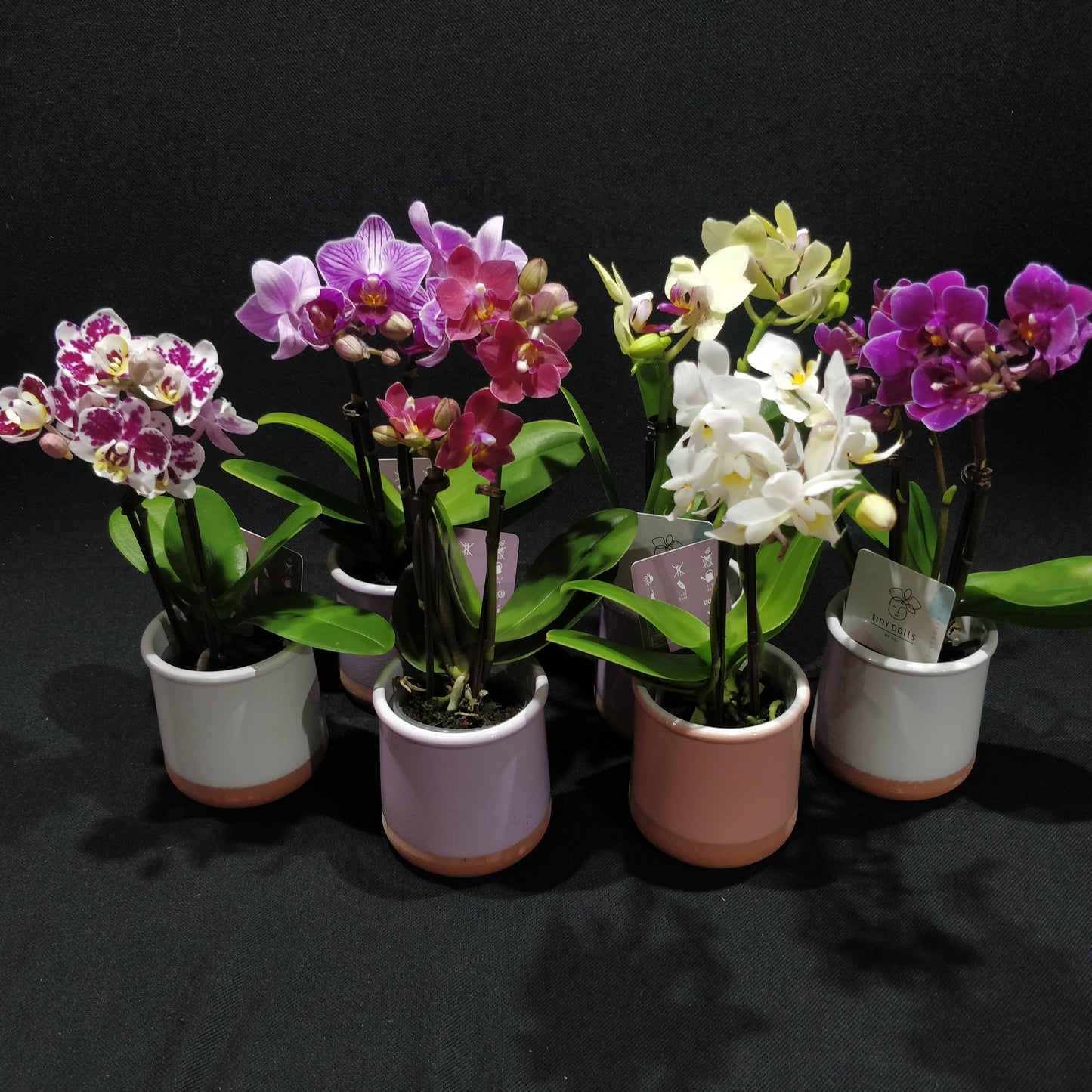 Moth Orchids - Phalaenopsis Orchids