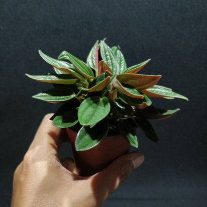 Peperomia Caperata