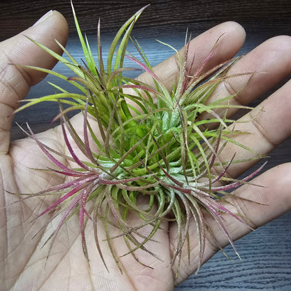 Tillandsia Ionanatha Red - Air Plant