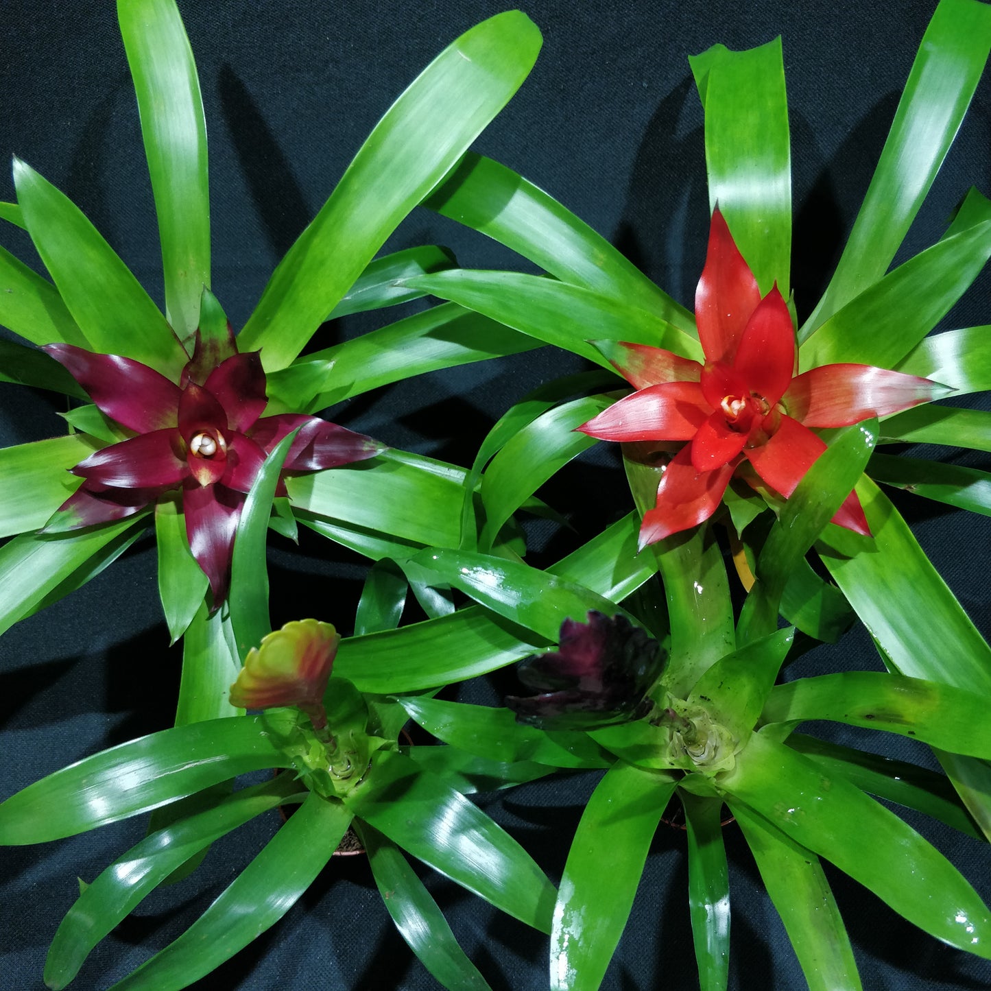 Bromeliad