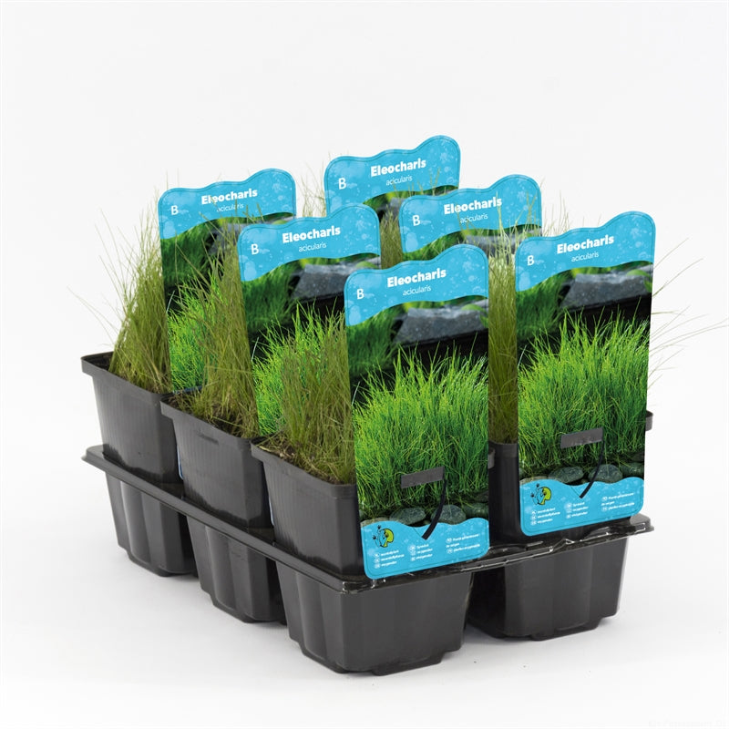 Dwarf Hair Grass - Eleocharis Acicularis