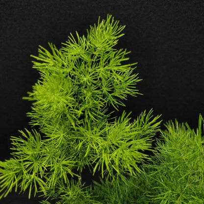 Asparagus Fern - Compact