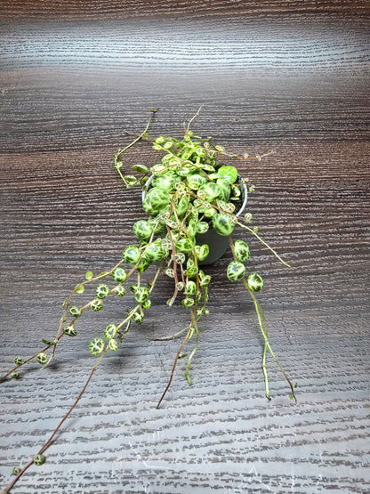 String of Turtles - Peperomia Prostrata