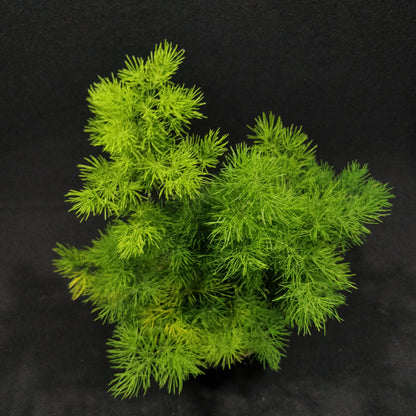 Asparagus Fern - Compact